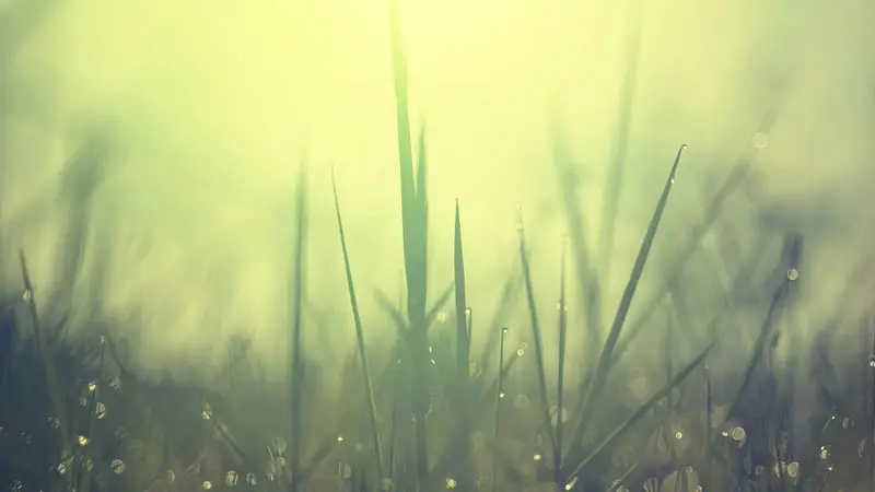 Gras